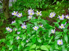宿根草