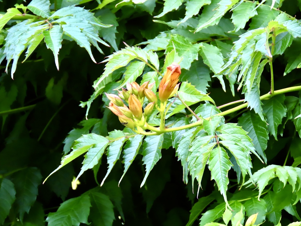夏の花