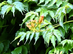 夏の花