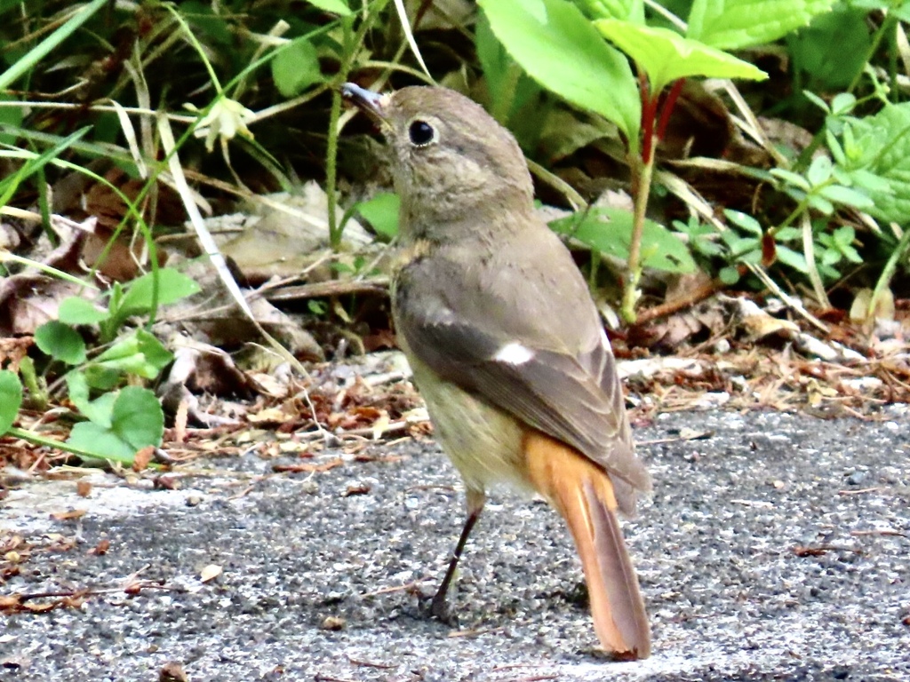 ジョウビタキ嬢