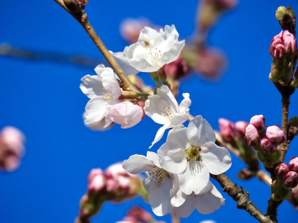 桜の花