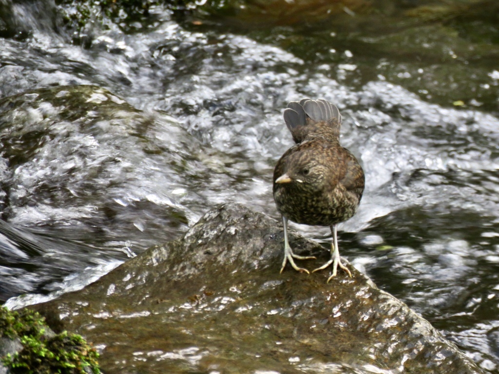カワガラスの若鳥