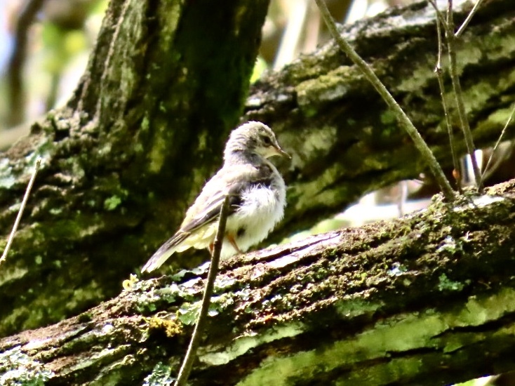 野鳥発見6