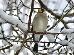 雪の中の野鳥達8