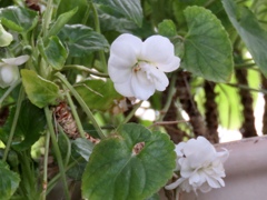 ニオイスミレ白花