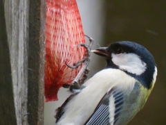 牛脂を食べる