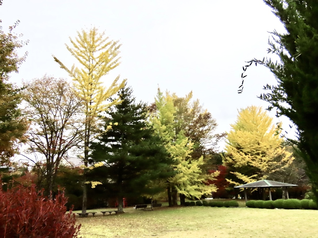 イチョウの黄葉