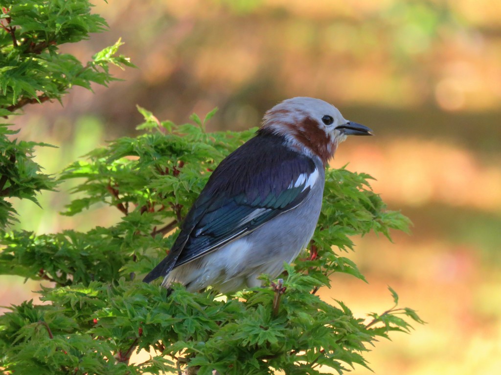 今朝の野鳥３
