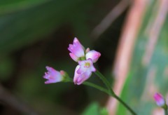 ひどい名前の花