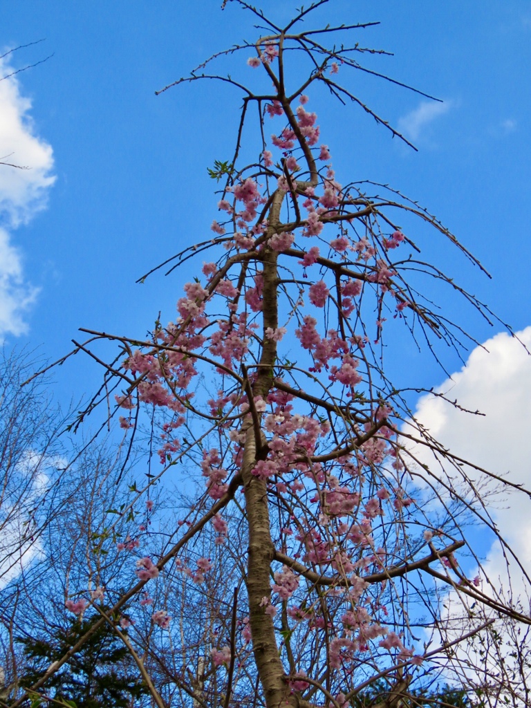 街中の桜4