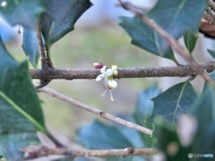 ヒイラギモクセイの花