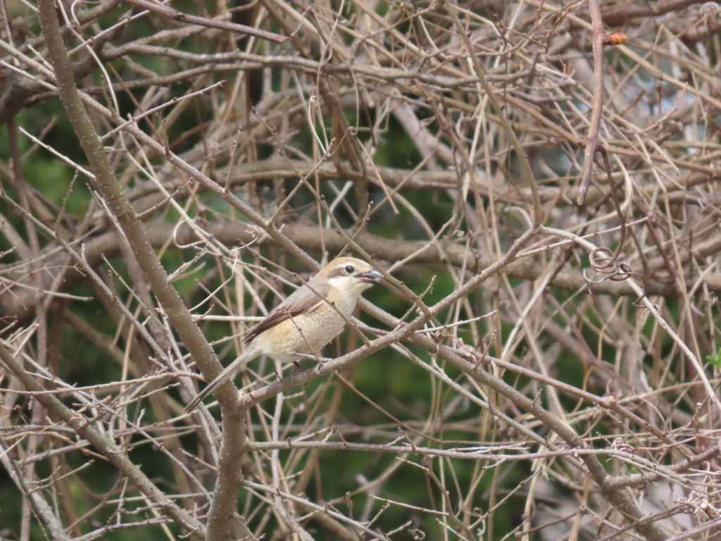 モズ♀