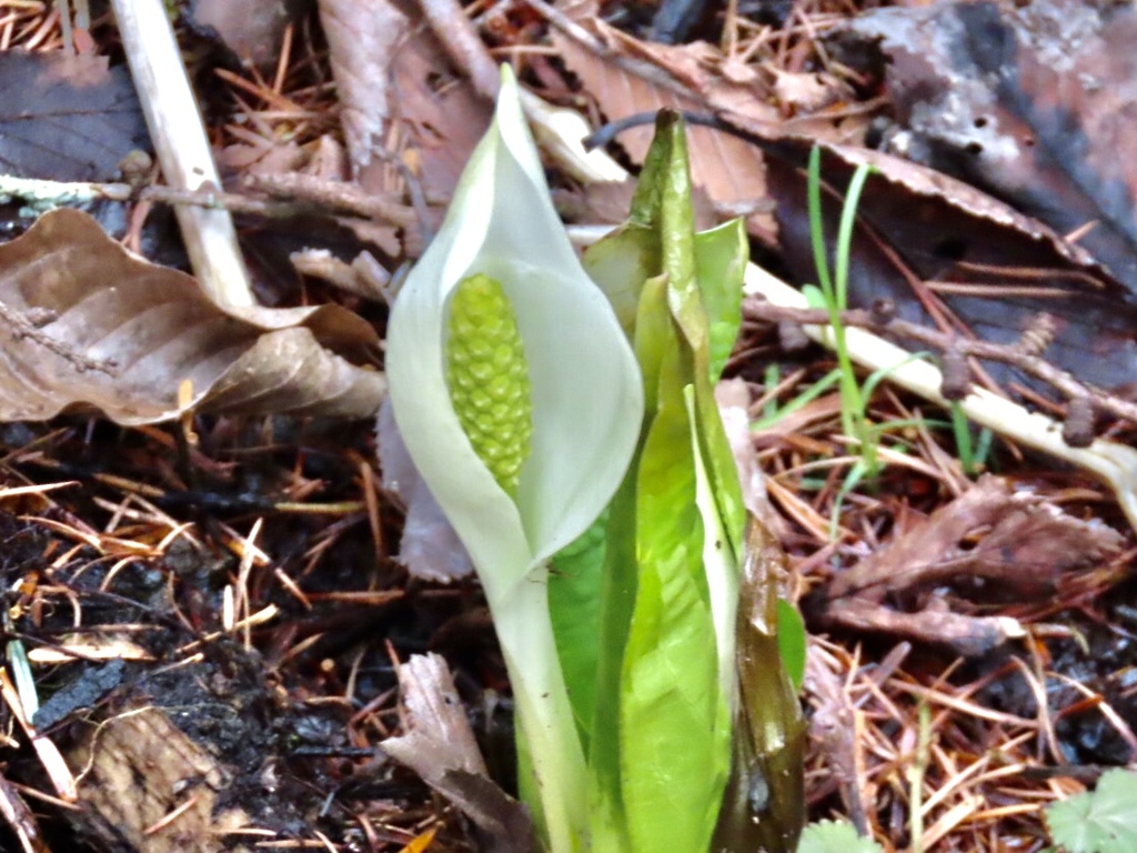 水芭蕉1