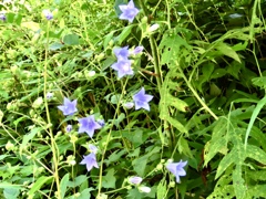 ソバナ