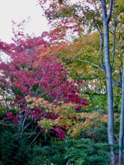 真っ赤な紅葉の木