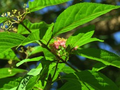 コムラサキの花