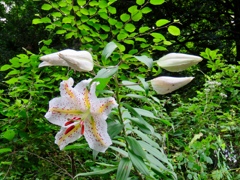 ついに開花