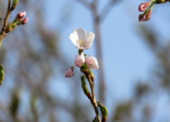 近所のお宅の桜