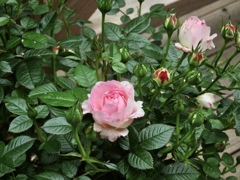庭の薔薇4