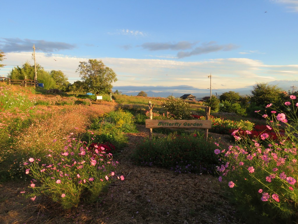 Butterfly Garden