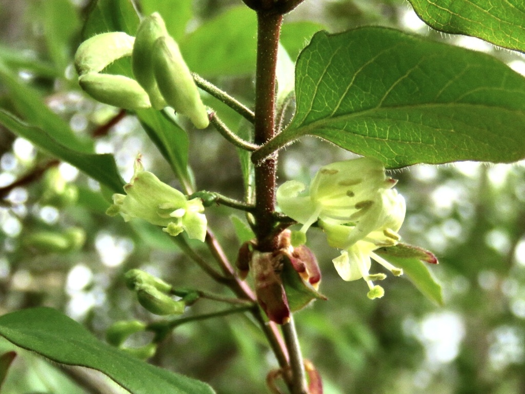 ヒョウタンボクの花