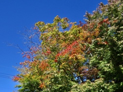 紅葉の季節