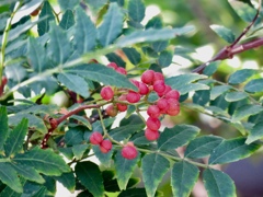山椒