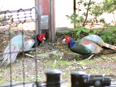 バトル1