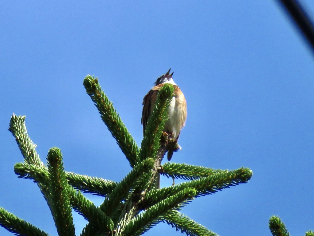 モミの木のてっぺんで