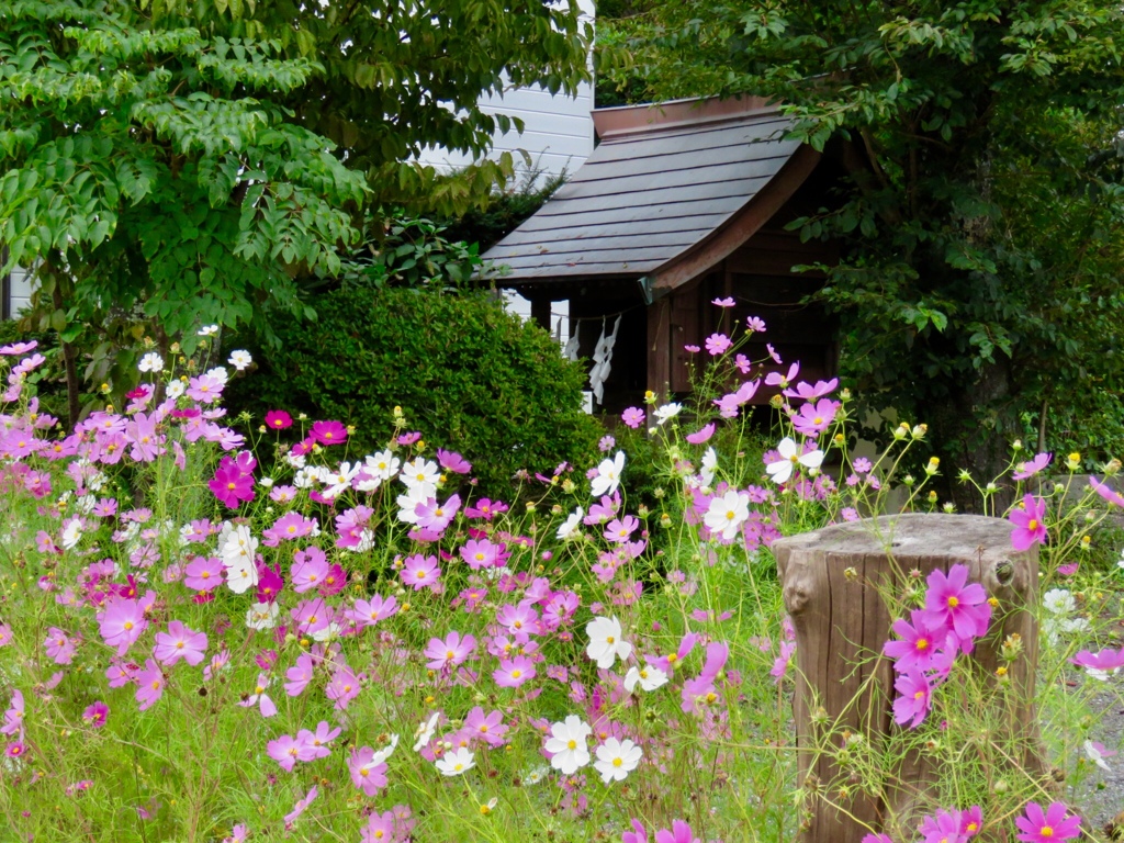 小さな社と秋桜