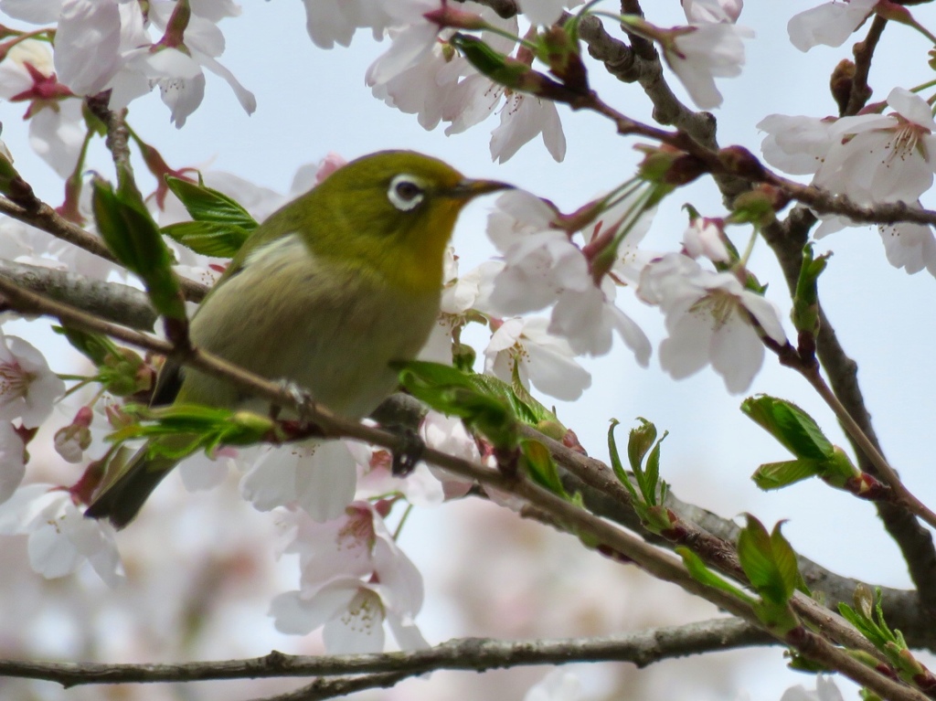 桜とメジロ6