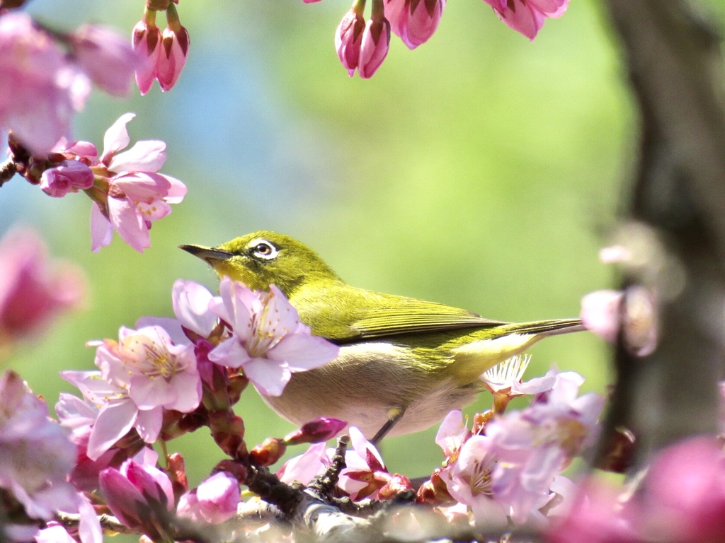 桜にメジロ4