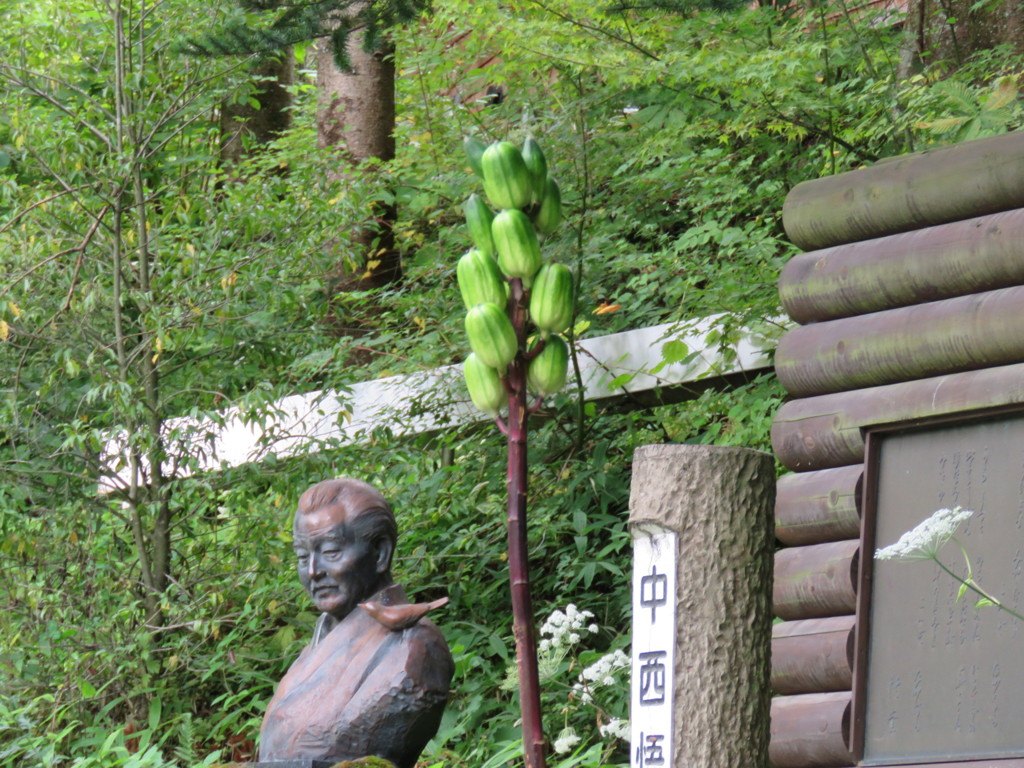 ウバユリの実