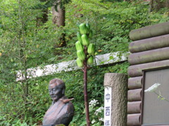 ウバユリの実