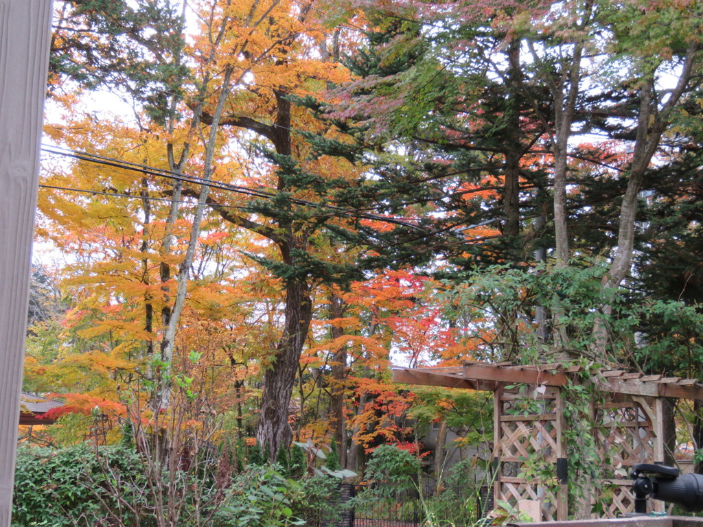 デッキから見える秋1