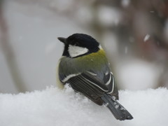 雪の上で