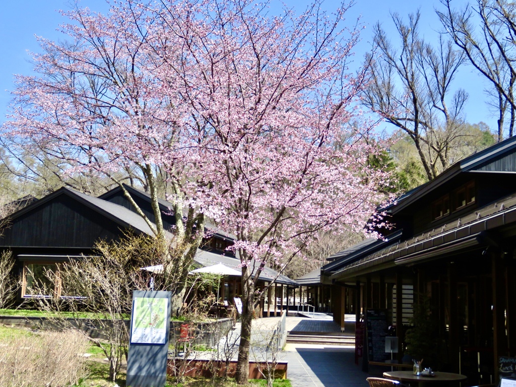 入口の桜