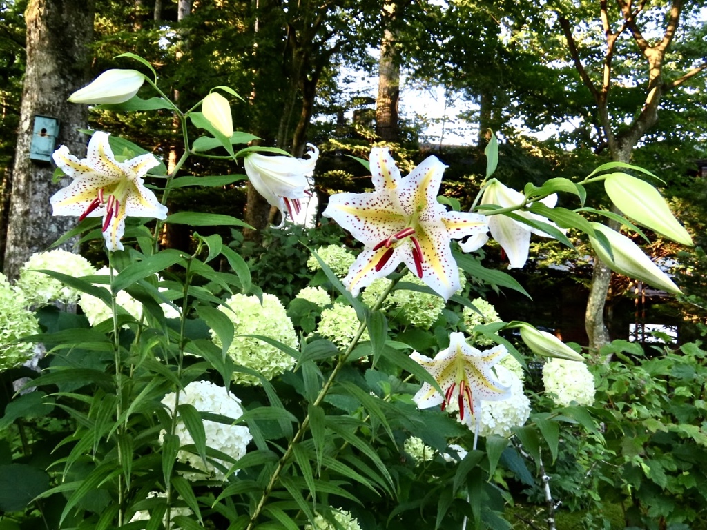 今朝開花