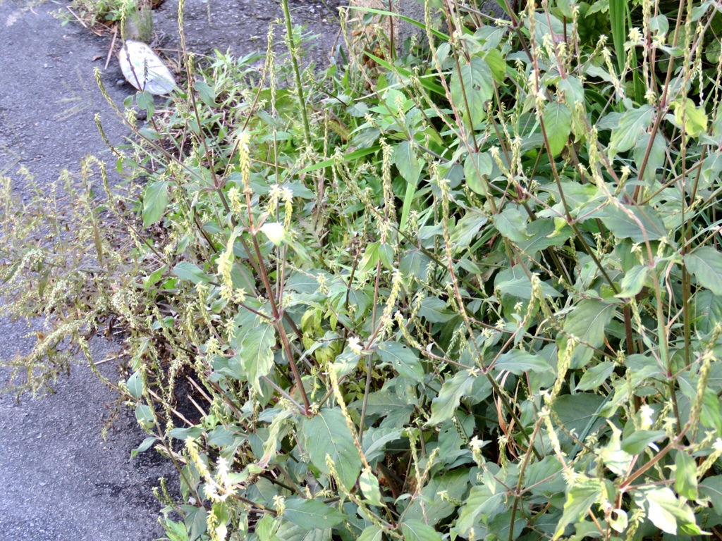 くっつき虫3