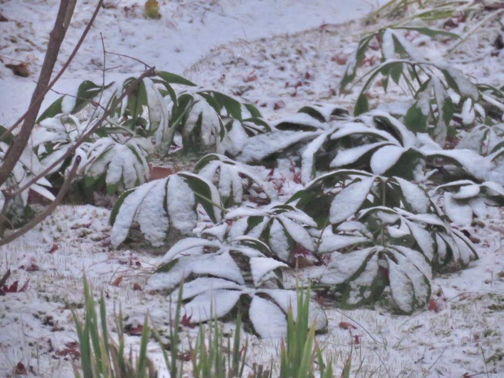 初雪の翌朝3
