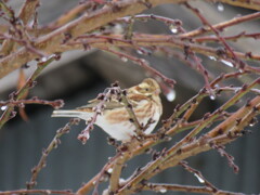 花桃の枝の陰に