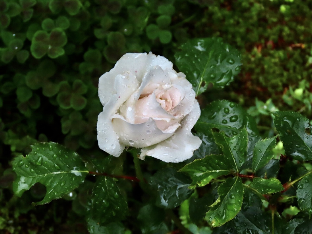 梅雨の薔薇5