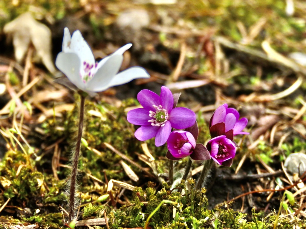 庭の雪割草