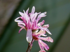シデコブシの花