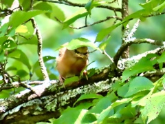 この鳥は？