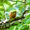 この鳥は？