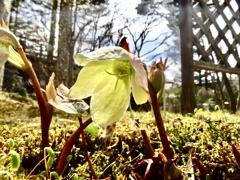 今日も開花