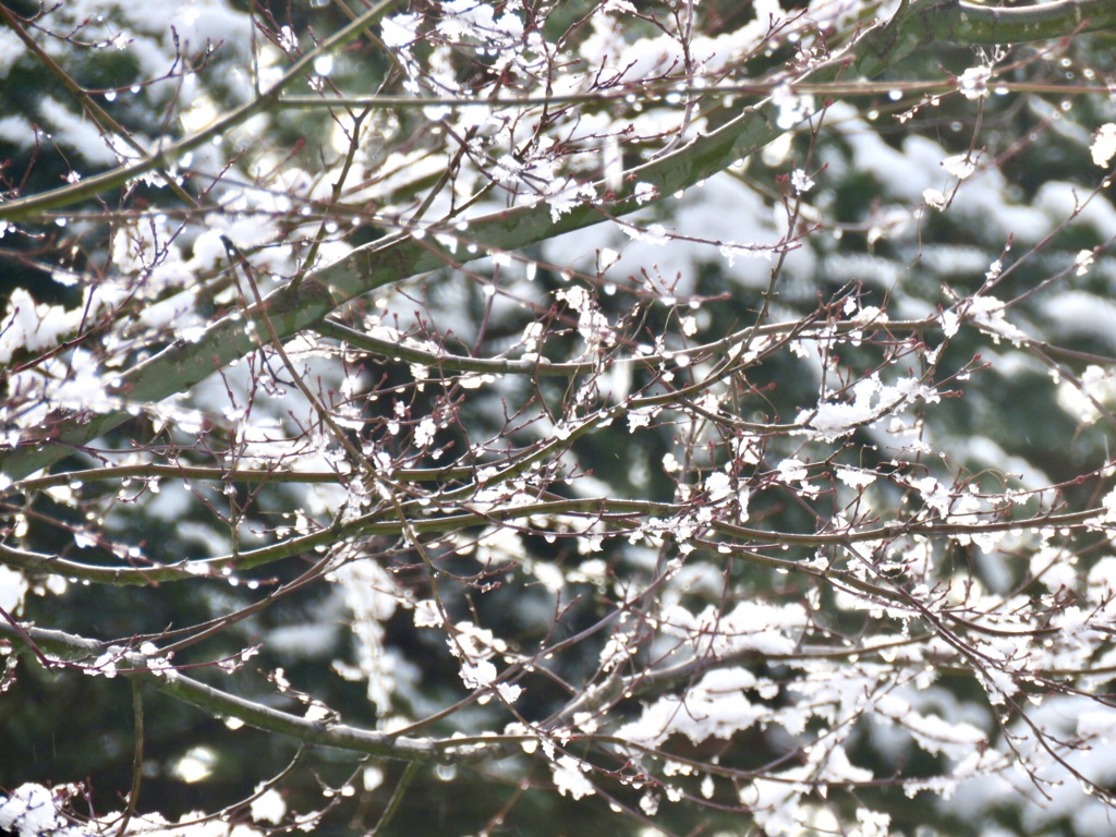 朝日に照らされて