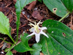 ヤマホトトギス白花？