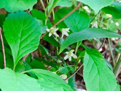 チョウセンゴミシの花